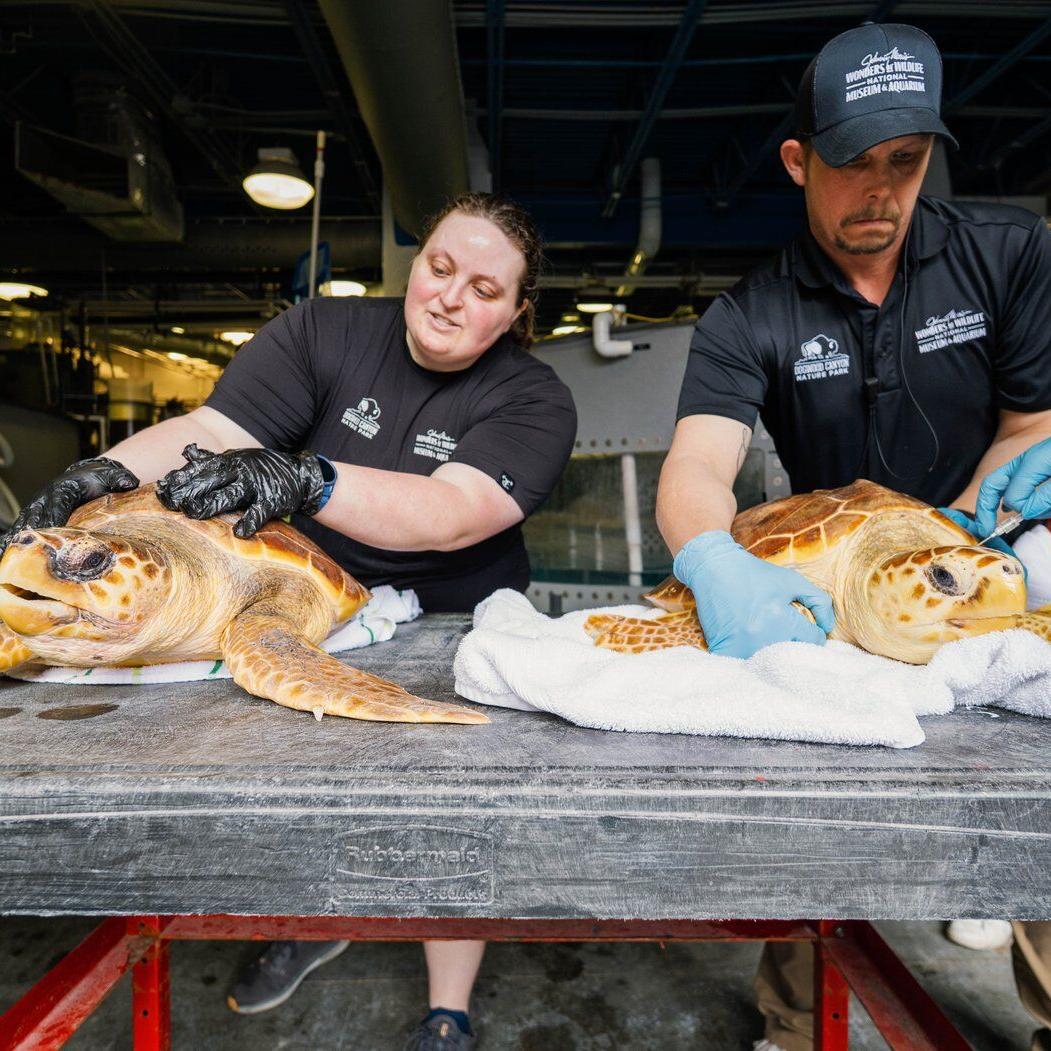 19 New England sea turtles are back in the Atlantic Ocean off Florida after rehabbing in Missouri